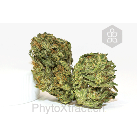 PP_RoyalKush_WM