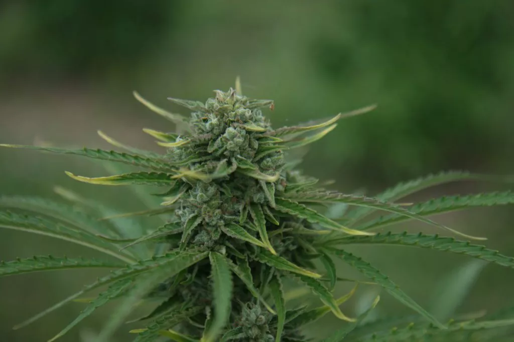 Pilot trials cannabis